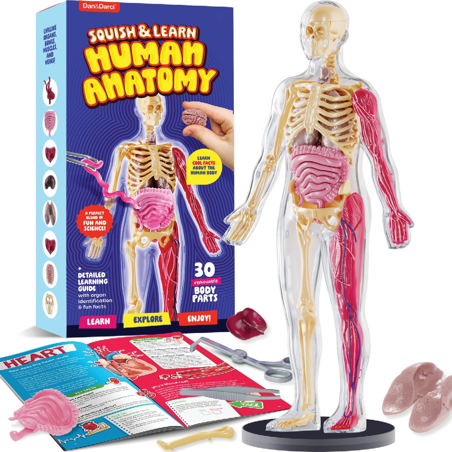 Dan&Darci Human Anatomy Squishy Body Model – Science Kits for Kids Ages 4-8 – STEM Toys for 4 5 6 7 8 Year Old Boy Birthday Gift – Learning Educational Toys for Ages 5-7 Boys Gifts – Skeleton Parts